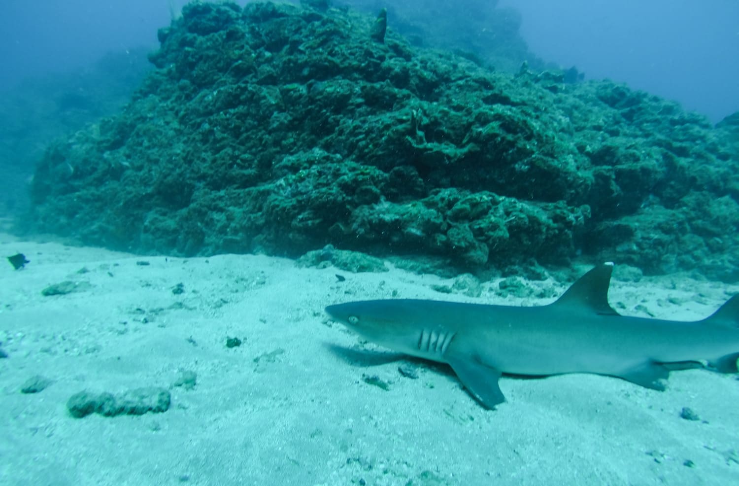 Caño Island Expedition
