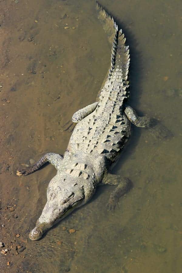 crocodile2