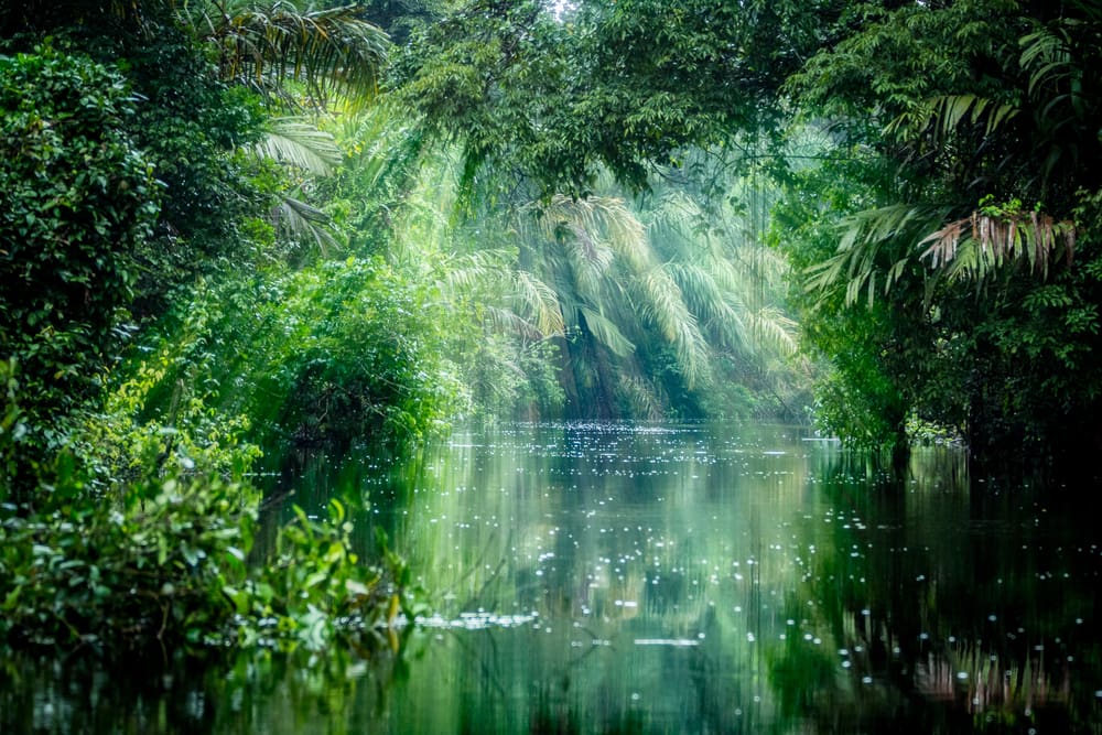 Tortuguero