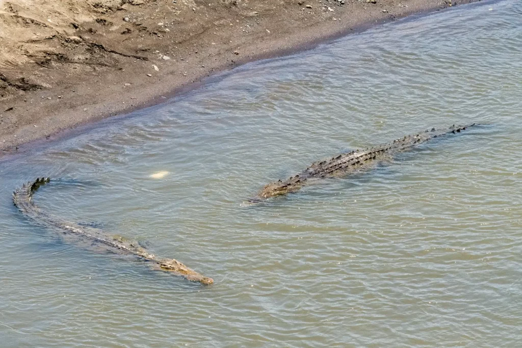 crocodile bridge tarcoles river costa rica domeinco covertini 1